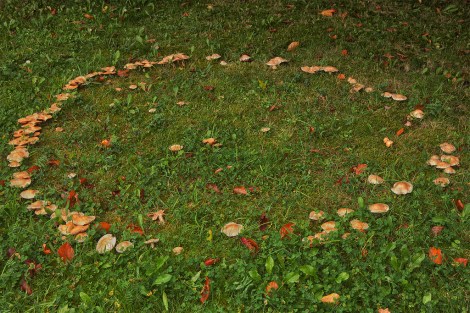 Pictured: An elaborate Mario trap